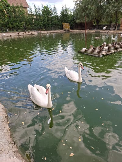 A serene pond in Bardar, Moldova, is home to two elegant white swans swimming gracefully. The water, a deep green, reflects the cloudy sky and surrounding trees. Along the pond's edge, a stone embankment gives way to a manicured lawn and a fence, beyond which are lush green trees and a building. In the background, a wooden platform floats on the water, occupied by several ducks. The overall scene evokes a sense of tranquility and natural beauty.