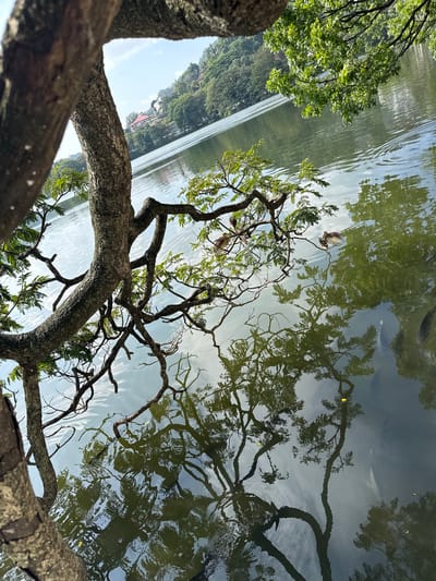 The image shows a tree branch extending over Kandy Lake in Kandy, Sri Lanka. The lake's surface reflects the sky and surrounding foliage. The viewpoint is from below the branch, looking up towards the water and sky. The branch is thick and textured, with smaller branches extending outwards. Some of these smaller branches have leaves. In the lake, fish can be seen.