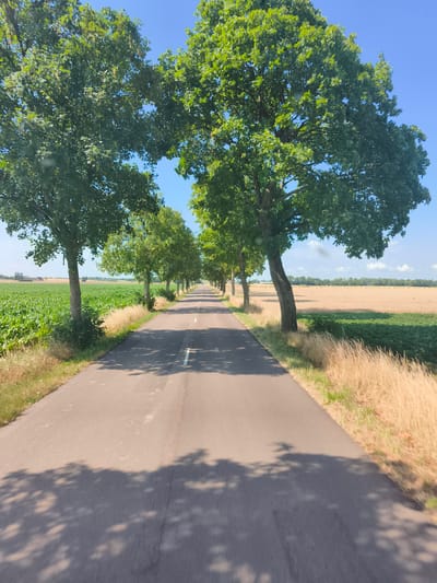 The image shows a paved road in Trugny, France, lined with trees on either side. The road stretches into the distance, with a cornfield on the left and a field of dry grass and some green vegetation on the right. The sky is clear and blue. The perspective suggests the photo was taken from a vehicle traveling along the road, as evidenced by the shadows of trees cast on the road surface. There are no people or animals visible in the image.