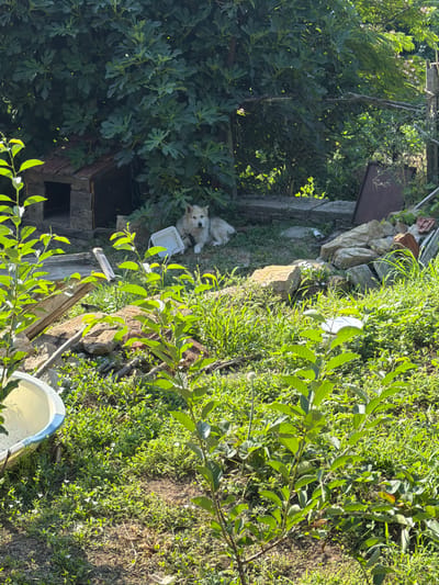 The image depicts an outdoor scene in a somewhat unkempt yard, possibly in Gorno Pavlikene, Bulgaria, characterized by abundant greenery and dappled sunlight. A light-colored dog is lying down on the ground near a rustic, weathered doghouse constructed of stone and wood with a corrugated metal roof. Behind the dog and doghouse, dense foliage from large bushes or trees forms a backdrop. In the foreground, the scene is filled with various plants, grasses, and scattered debris, including rocks, pieces of wood, and what appears to be a light-colored plastic basin or tub on the left. The ground is uneven and covered with a mix of soil and vegetation. Sunlight highlights parts of the scene, creating a sense of depth and natural light. The overall impression is one of a rural or semi-rural setting, possibly a backyard or a neglected garden area.