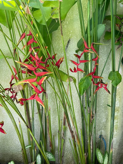 The image shows a collection of Heliconia psittacorum flowers and various green leaves arranged on a textured, light green surface. The flowers are primarily red and yellow. The leaves vary in shape and size. The location is Buduk, Indonesia.