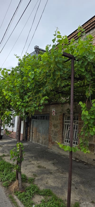 The image depicts an outdoor scene, likely in a residential area in Gori, Georgia. The primary subjects are a building with a brick facade and a large, leafy vine that covers a significant portion of the frame. The vine is supported by a metal structure, suggesting it might be trained over an entrance or a walkway. In the background, a weathered wooden door is visible, set into the brick wall. Above the door, there is a barred window. A red and white circular sign is affixed to the wall, near the window, but the text is too small to be legible. Electrical wires are strung across the sky in the upper left portion of the image. The ground appears to be a mix of asphalt and dirt, with patches of green grass growing along the edges. The scene is bathed in natural light, suggesting it was taken during the daytime, and the overcast sky indicates potentially cloudy weather. There are no people visible in the image, and the overall atmosphere is one of a quiet, perhaps slightly neglected, outdoor space. The building's architecture and the presence of the vine suggest a somewhat traditional setting.