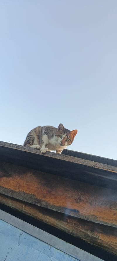 A calico cat is perched on the edge of a wooden roof against a clear blue sky. The cat is facing the viewer, with its body angled towards the left and its head turned to look directly at the camera. Its fur is a mix of white, brown, and black tabby markings, with patches of orange on its face and ears. The cat has green eyes and long white whiskers.
The roof appears to be made of weathered wooden planks, with a darker layer visible beneath the top layer. The wood has a rough texture and shows signs of age. Below the roof, a lighter blue surface is partially visible, possibly part of a wall or another structure.
The scene is set outdoors, with the bright blue sky suggesting it is daytime, likely morning or afternoon given the lighting. There are no other people or animals visible in the frame. The focus is entirely on the cat and its perch on the roof. The overall impression is one of a peaceful, possibly curious, moment captured with the cat observing its surroundings from an elevated position. The location context of Chernyavskii, Russia, provides a geographical setting for this observation. No visible text is present in the image.