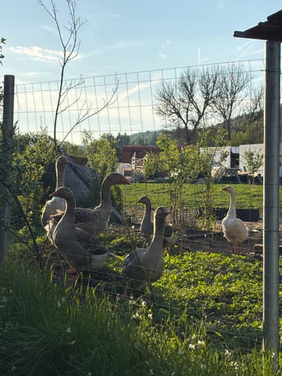 The image shows a group of geese behind a wire fence, presumably in a rural or semi-rural setting. There are approximately six geese visible, some gray and some white. They are standing in a grassy area with some low bushes. Behind the geese and the fence, there are trees, and in the distance, there are buildings that could be houses or farm buildings. The sky is visible in the upper part of the image. The location, Tsatsarovtsi, Bulgaria, is based on information that is not visually discernible in the image.