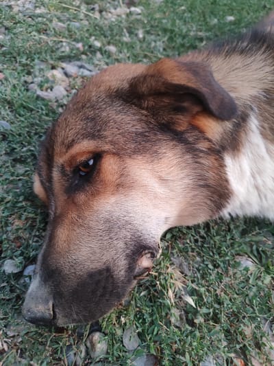 A close-up, high-angle shot shows the head of a medium-sized dog lying on its side on a patch of grass and small stones. The dog's fur is a mix of brown, black, and white. Its head is turned to the left, with its eye visible. The dog appears to be an adult, and its expression is difficult to interpret due to the close-up framing and the dog's relaxed posture. The background consists of more grass and stones. There are no people or other animals visible in the image. The setting appears to be outdoors, possibly in a park or natural area. The lighting is natural, suggesting it might be daytime.