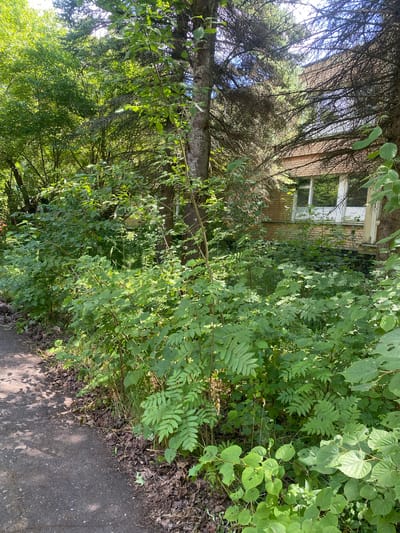 The image depicts an overgrown area adjacent to a dirt path, with a brick building partially visible through dense foliage in the background. The building appears to be a residential structure, characterized by brickwork and windows with white frames. The surrounding vegetation is lush and untamed, consisting of various types of trees and shrubs. Sunlight filters through the leaves, creating dappled shadows on the path and the undergrowth. The scene suggests a neglected or abandoned property, likely located in a suburban or rural setting. The location is identified as Shelkovo, Russia. There are no people or animals visible in the image, and no discernible actions or interactions are taking place. The environment is natural and somewhat wild, with a clear focus on the interplay between the man-made structure and the encroaching plant life.