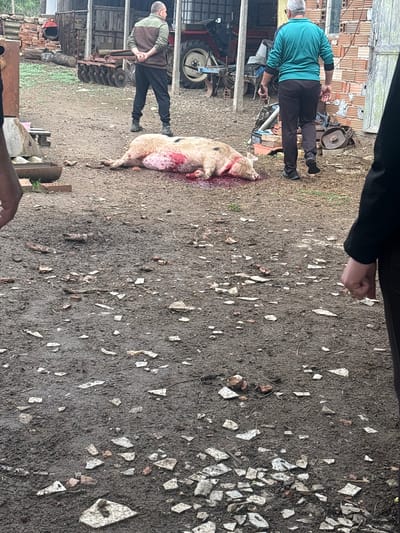 The image shows a rural scene in Georgi-Dobrevo, Bulgaria. A butchered pig lies on the ground. Two men are present. One man stands near the pig. Another man stands further away. A tractor is nearby. Debris litters the ground. A building is visible in the background. The ground appears muddy.