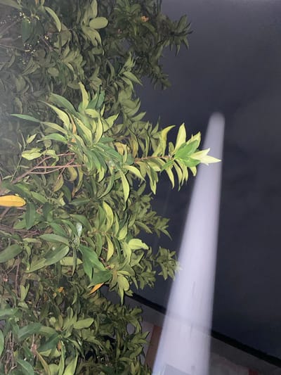 A close-up shot captures a tree with lush green leaves against a dark, possibly nighttime, sky. A strong beam of light, possibly from a spotlight or projector, cuts diagonally across the right side of the frame, illuminating the sky and casting a diffused glow. The light source itself is not visible. The leaves of the tree are varied in color, with some being bright green and others a lighter, almost yellow-green, suggesting either variation within the species or changes in light exposure. A few small, light-colored buds or flowers are scattered among the foliage. The bottom of the image shows a hint of a building structure with a dark roofline and a textured wall, suggesting an urban or suburban environment. The overall impression is one of natural elements juxtaposed with artificial light in a city setting.