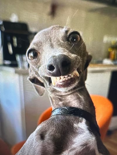 A close-up, head-and-shoulders shot captures a grey Italian Greyhound in Hallandale Beach, United States of America, with a wide, toothy grin. The dog’s eyes are large and round, with a playful sparkle. Its head is tilted slightly to the left, and its ears are perked. The dog is wearing a black, textured collar. In the background, a blurred orange object, possibly a chair, is visible, along with hints of indoor furniture. The image is taken from a low angle, emphasizing the dog’s expressive face.