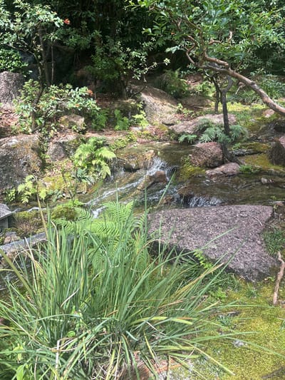 The image depicts a tranquil garden scene with a small stream flowing over rocks. Lush green foliage, ferns, and moss cover the rocks and the surrounding area, creating a natural and serene environment. The sunlight filters through the trees, casting dappled shadows on the ground. In the foreground, tall grasses create a soft border to the stream. A small, ornate stone lantern is partially visible on the left side of the frame, adding a touch of traditional garden artistry. The overall impression is one of peaceful coexistence between water, rocks, and vegetation, suggesting a carefully cultivated yet wild-looking natural space. This scene is located in the Morikami Museum and Japanese Gardens in Delray Beach, Florida, United States.