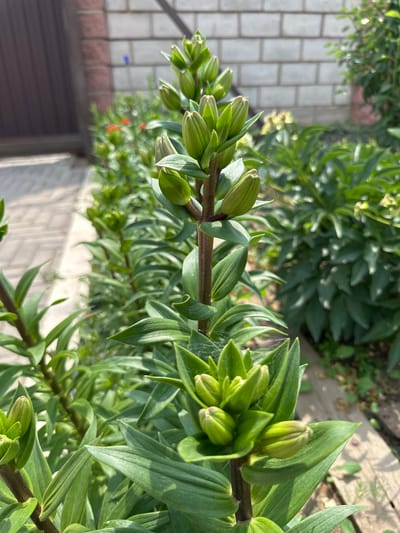 The image shows a close-up of several green lily buds on a stem, with lush green foliage surrounding them. In the background, a brick wall and a dark brown fence are visible. The ground is covered with a light-colored pathway made of interlocking pavers, with some dirt and wooden planks visible on the right side. The lighting suggests it is daytime, with bright sunlight casting shadows. The location is identified as a garden in the city of Қосшы, Kazakhstan.
