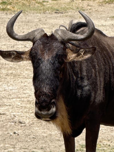 An adult wildebeest, or gnu, stands in an arid outdoor environment in Mti Mmoja, Tanzania. The animal is captured in a close-up, frontal to slightly angled view, primarily showing its head, neck, and upper body. It has dark brown to black fur, prominent greyish-brown horns that curve outwards and upwards, and visible ears with lighter, fawn-colored fur inside. A dark, shaggy mane runs along its neck, and a distinct yellowish-brown beard-like tuft hangs below its jaw. Its muzzle is dark. The background consists of dry, light brown, uneven ground with sparse, blurry green vegetation visible in the distance. No people or other animals are present. The scene is illuminated by natural daylight.