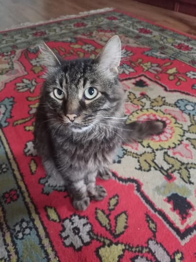 A long-haired tabby cat with green eyes sits on a red oriental rug in an indoor setting. The cat is facing the camera, with its body angled slightly to the right. Its tail is curled around its body. The rug has a detailed floral pattern in various colors, including red, yellow, blue, and black. The background shows a wooden floor and part of a wall, suggesting an indoor environment. There is no indication of the location being in Bagushevsky Selsovet, Belarus, or any other specific geographical area. The scene appears to be a candid photograph of a pet.