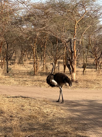 A large ostrich is prominently featured in this image, standing next to a dirt road in a dry, savanna-like environment. The ostrich, likely a male due to its dark plumage, has a black body and wings with white accents on its tail feathers, and long, pale gray legs and a matching long neck and head. It is positioned on the right side of the frame, facing towards the left.

The setting depicts a landscape indicative of a dry season or arid region. To the left of the dirt road, numerous trees and shrubs with light reddish-brown, gnarled branches and sparse or absent foliage dominate the background, forming a dense thicket. The ground is covered with light brown, dry grass and loose soil, both alongside the road and beneath the trees. The road itself is unpaved, light brown, and shows subtle tire tracks. Shadows from the surrounding trees stretch across the dirt road, suggesting bright daylight, possibly late morning or early afternoon, under a clear sky.

No human subjects, artificial objects other than the implied road, or visible text are present. The image captures a serene moment of wildlife in a natural, rugged habitat, consistent with the provided location context of Communauté rurale de Sindia, Senegal.