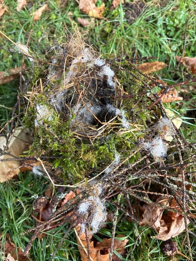 The image shows a close-up, overhead view of a small, abandoned bird's nest situated on the ground amidst green grass, fallen brown leaves, and twigs. The nest is constructed from dried grasses, moss, and other natural fibers. Wisps of white material, possibly plant down or cotton, are visible clinging to the nest and surrounding twigs. The environment appears to be a natural setting, possibly a park or garden area within the city of Bad Hersfeld, Germany. There are no people or animals present in the frame, and no actions are depicted. The scene is static and appears to be an undisturbed natural object.