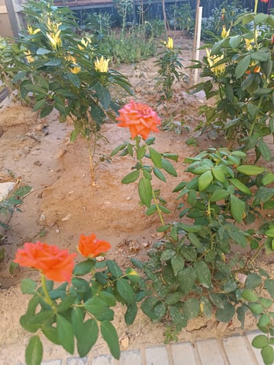 This media file captures a close-up view of a garden bed, likely in Shamsiabad, Uzbekistan. The primary subjects are several flowering plants, including vibrant orange and pink roses and plants bearing clusters of small yellow fruits, possibly peppers or small tomatoes. The ground is a dry, sandy soil, with some scattered debris and pebbles. In the background, more greenery and supports for plants are visible, suggesting a cultivated outdoor space.
The image focuses on the botanical elements, with no people or discernible activity. The lighting suggests it is daytime, likely outdoors. The dry soil and the type of plants indicate a warm climate. The overall impression is one of a somewhat untended but blooming garden, with the vibrant colors of the flowers providing a focal point against the muted tones of the soil and background. There is no visible text in the image.