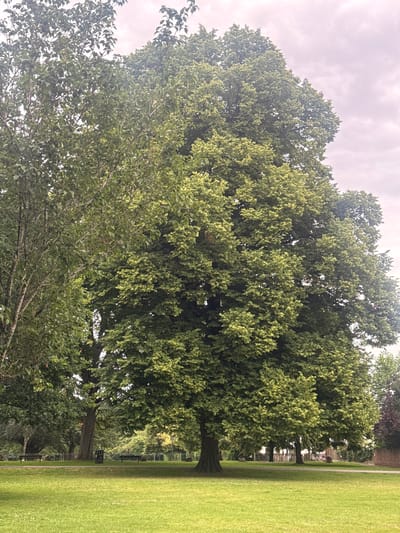 The image depicts a park scene with lush green grass in the foreground and a large, mature tree dominating the center of the frame. The tree has a thick trunk and a dense canopy of green leaves, with some lighter-colored foliage scattered throughout. To the left of the large tree, another tree with a lighter-colored trunk and sparser foliage is visible. In the background, a walking path can be seen, with park benches and a trash can placed along it. Beyond the path, more trees and some distant buildings are visible, suggesting an urban or suburban park setting. The sky is overcast with light gray clouds. The overall impression is one of a tranquil, well-maintained park.