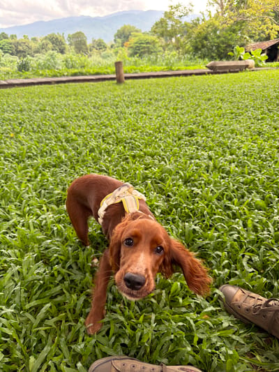 In Tambon San Phi Suea, Thailand, an Irish Setter dog with a yellow and white patterned harness stands on a lush green lawn. The dog is facing the camera with its head slightly tilted. In the background, a wooden walkway runs horizontally across the frame. Beyond the walkway, dense green foliage and trees create a natural backdrop. In the distance, mountains rise against a cloudy sky. To the right of the frame, a part of a brown shoe is visible on the grass, suggesting the presence of a person.