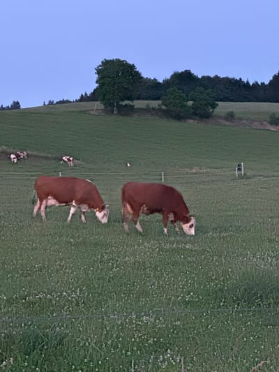 The image depicts a pastoral scene in the Bavarian countryside, likely near Bad Endorf, Germany, characterized by rolling green hills and a serene twilight sky. In the foreground, two large brown and white cows are grazing in a lush, clover-filled meadow. Their heads are lowered, actively feeding on the grass. Further in the background, several smaller cows, also brown and white, are scattered across the gently sloping hillside. The landscape is dotted with trees and a dense forest line marks the horizon. A few fence posts are visible, indicating the boundaries of the pasture. The overall atmosphere is peaceful and tranquil, evoking a sense of rural life.