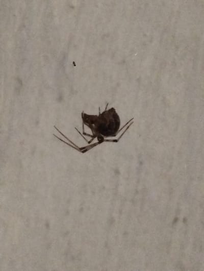The image shows a dark brown spider, possibly deceased, clinging to a textured, light-colored surface. The spider is positioned centrally in the frame, with its legs splayed out. One of its legs appears to be broken or positioned at an unusual angle. A small, dark speck, likely an insect or a piece of debris, is visible in the upper left portion of the image, separate from the spider. The background surface has a slightly mottled appearance, suggesting it might be a wall or a similar porous material. The lighting is subdued, creating a somewhat diffused and grainy effect throughout the image. There is no visible text or indication of the time of day, weather conditions, or specific emotions. The context provided suggests a location in Voroshylivka, Ukraine.