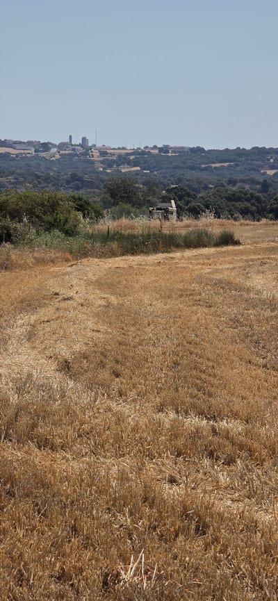 This image depicts a rural landscape in Angüés, Spain, under a clear, bright sky, suggesting it's daytime with fair weather. The foreground is dominated by a field of dry, golden straw, likely wheat or barley that has been harvested. The straw is dense and appears to have been cut, with stalks lying horizontally and some standing upright, creating a textured surface.

In the mid-ground, there's a transition from the straw field to a green, undulating hillside covered in dense trees and vegetation. A small, light-colored vehicle, possibly a tractor or utility vehicle, is visible within this green area, near the edge of the straw field. Further up the hillside, a small cluster of buildings forms a village or settlement, with some structures appearing to be made of stone and others with terracotta roofs. A slender tower or antenna is also visible in the distance.

The overall scene conveys a sense of agricultural activity and rural life. The sun is shining, casting shadows that highlight the texture of the straw and the contours of the land. The trees on the hillside suggest a Mediterranean climate. The composition, with the expansive straw field in the foreground and the village nestled on the hill, provides a sense of depth and perspective. There is no visible text in the image.