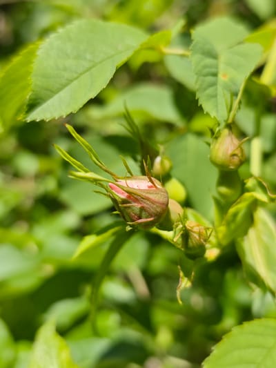 The image shows a close-up of rose buds surrounded by green leaves. The buds are a mix of green and pink hues, appearing partially closed and just beginning to bloom. The leaves have a serrated edge and a vibrant green color. The background is a blur of more green foliage, indicating a natural, outdoor environment. No people or interactions are visible. The location is unknown, and there is no information to indicate that the location is in the city of Svobody, Russia.