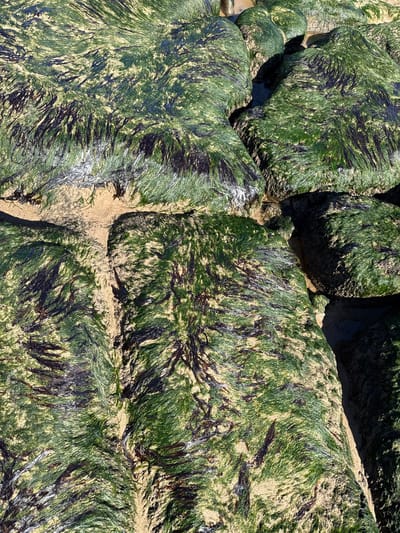 The image shows a close-up view of algae-covered rocks on a beach in North Tyneside, United Kingdom. The rocks are of varying sizes and shapes, and they are covered in a mix of green and dark brown algae, with some sand interspersed amongst the growth. The rocks are tightly packed together, with small gaps filled with sand. The lighting suggests it is daytime.
