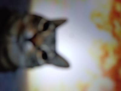 The image is a close-up, out-of-focus shot of a cat's head. The cat appears to be a tabby with gray and brown markings. Its eyes are visible, and its ears are pointed upwards. The background is blurry and consists of warm colors, possibly suggesting an indoor environment or a warm-toned object. The location is not discernible from the image itself, as there are no visual cues that can be used to pinpoint a specific location, let alone Krasivka, Ukraine.
