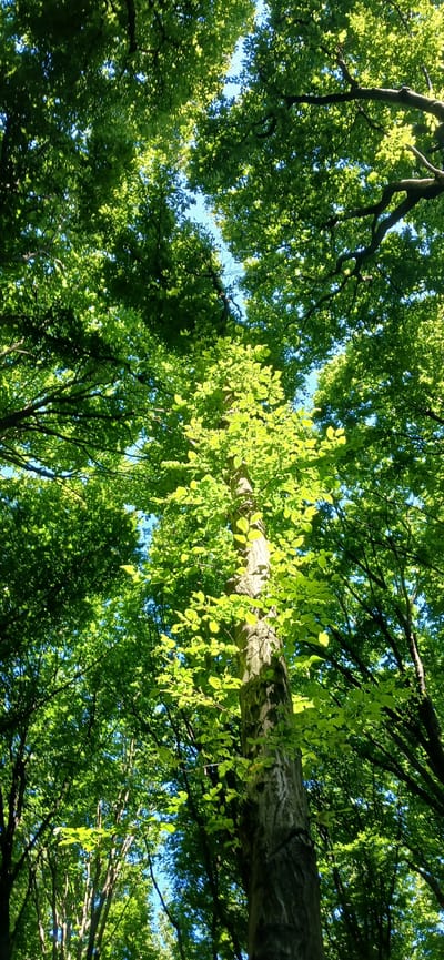 The image depicts a low-angle view looking up into the canopy of a dense forest. The primary subject is a thick, textured tree trunk that extends vertically through the center of the frame, covered in bark and adorned with bright green leaves. Sunlight filters through the dense foliage, creating dappled patterns of light and shadow on the leaves and branches. The sky visible through the gaps in the canopy is a clear, bright blue. The surrounding trees are also characterized by thick trunks and abundant green leaves, contributing to a lush, verdant atmosphere. The overall impression is one of a vibrant, sunlit forest environment. The location is identified as being in the city of Lisovi Hrynivtsi, Ukraine.
