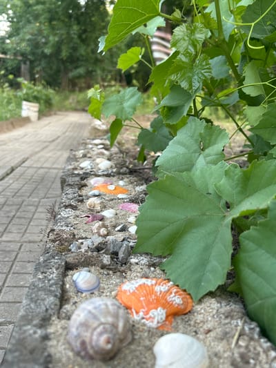The image depicts a close-up view of a stone border filled with sand and various seashells, situated next to a paved pathway. Lush green leaves from an overhead plant dominate the right side of the frame, obscuring some of the background. The pathway, composed of light-colored rectangular stones, recedes into a blurred background with trees and foliage. In the foreground, nestled in the sand, are several seashells of different colors and shapes, including a prominent orange scallop shell, a spiral shell, and a small blue-lined shell. The stone border itself appears weathered and textured. The lighting suggests an outdoor setting, likely during the daytime. The location is identified as Salmanovo, Bulgaria. There are no people visible in the image, and no actions or interactions are depicted.