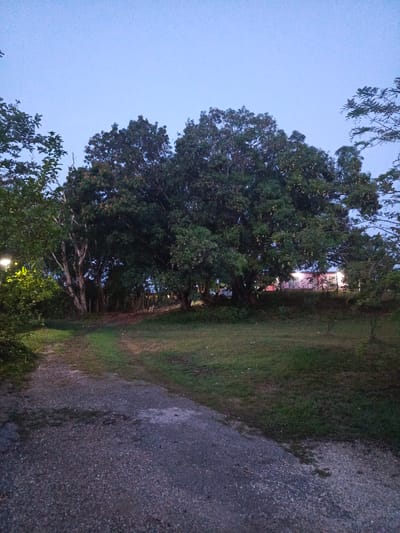 The image depicts an outdoor scene at twilight. In the foreground, there's a gravel path that leads into a grassy area. Several mature trees with dense foliage are situated further ahead, obscuring most of what lies beyond. Through the trees, a light-colored building is partially visible. The sky is a pale blue. Based on the prompt, the location is in Monagas, Venezuela. There are no people visible in the scene.