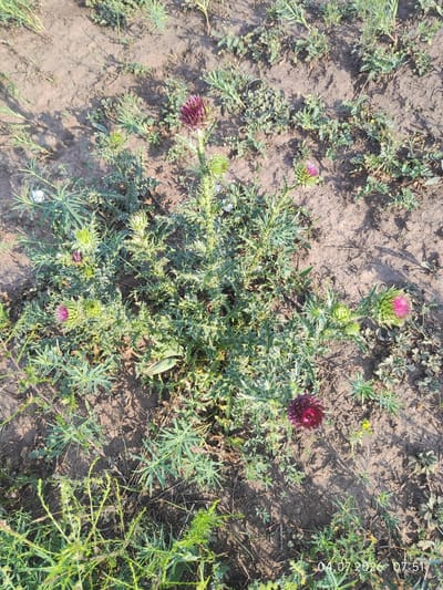 A close-up, high-angle shot shows a patch of dry, cracked earth with sparse vegetation. The dominant feature is a thorny plant with several buds and two open flowers. One flower, at the top of the plant, is a deep purple. Another, to the right, is a vibrant pink and green. Small green leaves and spiky stems make up the rest of the plant. Scattered around the main plant are other low-lying green plants. The lighting suggests it is daytime, with shadows cast by the vegetation. The date and time stamp "04.07.2026 07:51" is visible in the bottom right corner. The scene is located in Konovalovo, Russia.
