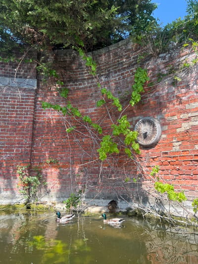 The image shows a brick wall with ivy and a decorative circular object on it, next to a body of water with ducks swimming in it. It's daytime, and the location may be in Babergh, United Kingdom.