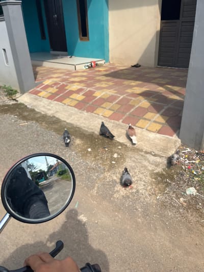 Observed from a high angle, the image depicts a scene in Paweden, Indonesia. A road surface dominates the right side, showing signs of wear and some debris. Six pigeons of varying colors and sizes are scattered near the edge of the road, close to a brick-paved walkway. The walkway fronts a building with a teal-painted facade and a closed, barred window. In the foreground, a motorcycle mirror reflects a partial view of a person and the road. The motorcycle's handlebar and a hand gripping the brake lever are also visible.