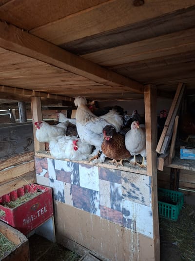 Inside a wooden structure, possibly a coop, in Moshtanets, Bulgaria, several chickens are clustered together. Most are white, but there is also a brown one. A patterned floor is visible, and a red box with “AMSTEL” written on it is present, filled with hay. A green crate is in the upper right corner of the image. The wooden structure surrounds the scene.