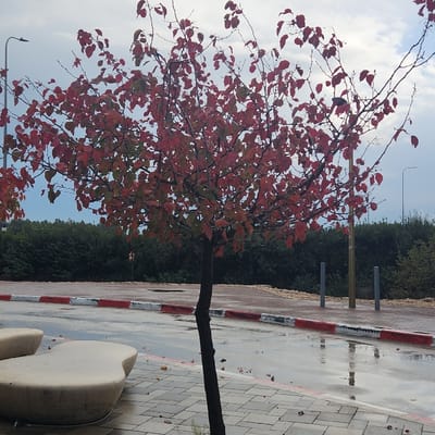 The image depicts an outdoor scene in the Galil Elyon Regional Council, Israel, under an overcast sky. A small deciduous tree with predominantly red and some green leaves, indicating a transitional season, stands centrally, its slender, dark brown trunk slightly curving. To the immediate left of the tree, two light-colored, irregularly shaped, smooth concrete benches are visible on a paved area consisting of grey rectangular blocks. The ground around the tree and extending to the right is wet, reflecting the cloudy sky, suggesting recent precipitation. This wet surface is bordered by a curb painted in alternating red and white sections. Beyond this curb, an elevated, reddish-brown paved area is visible. In the background, a dense line of dark green foliage, possibly bushes or trees, stretches across the horizon. Scattered on the wet ground are several fallen red leaves. Infrastructural elements include a tall grey streetlamp on the far left, another light-colored pole further back to the right, and two shorter, grey cylindrical bollards positioned near the red and white curb. No people, animals, or explicit actions are visible within the frame.