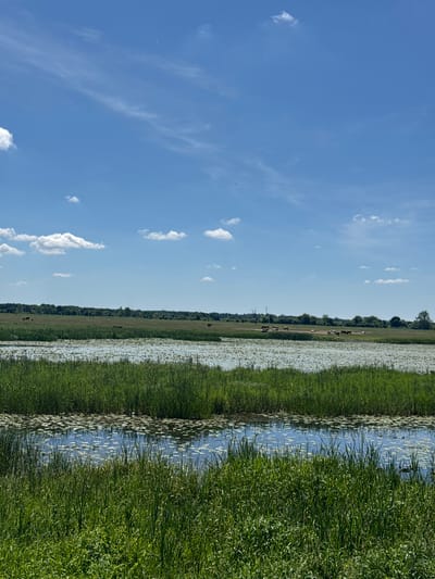 The image captures a serene landscape on a clear, sunny day in Popowo Kościelne, Poland. In the foreground, tall green grasses and reeds border a body of water densely populated with lily pads. The water reflects the bright blue sky, which is adorned with scattered white clouds.
Beyond the immediate foreground, a lush green field stretches into the middle ground, dotted with several cows grazing peacefully. A line of trees forms the horizon, separating the field from the sky. The overall scene conveys a sense of rural tranquility and natural beauty.