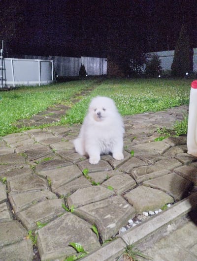 The image depicts a young, fluffy white dog sitting on a pathway made of irregularly shaped grey stone pavers in a yard at night. The dog is positioned in the center-left of the frame, facing forward with its body slightly angled. Behind the dog, a grassy area with scattered white flowers is visible. In the background, a tall metal fence with vertical slats runs horizontally across the frame, illuminated by lights. To the left of the fence, a section of a light-colored structure, possibly a wall or screen, is present. The overall environment suggests an outdoor residential setting. There is no indication of the city of Urkovo, Russia.