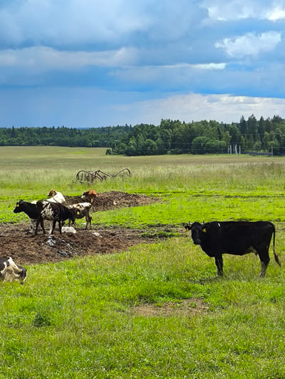 A group of cows are gathered in a muddy enclosure in a grassy field. In the foreground, a black cow stands facing the viewer. Behind it, a black and white cow and two other cows, one mostly white with brown spots and another brown, are clustered together in the mud. Further in the background, a rustic piece of agricultural equipment is visible in the tall grass. The field is bordered by a dense line of trees under a dramatic sky with dark, heavy clouds. The image appears to be taken in the countryside, possibly on a farm or pasture, with the landscape suggesting a rural setting near Pervomaiskoe, Russia.
