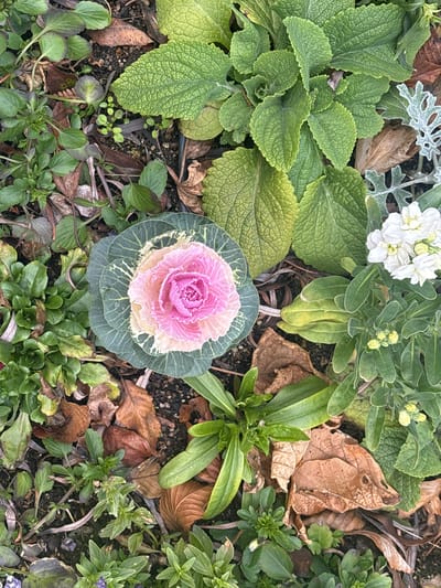 A pink and white ornamental cabbage, or Brassica oleracea, is situated in the center of a garden bed in Naoshima, Japan, located at 34.449 latitude and 133.985 longitude. The cabbage is surrounded by green leafy plants, including a large leafy plant on the left of the image, smaller green leafy plants growing in clusters on the right, and a collection of dried leaves, some partially decayed, scattered across the bed. White flowers can be seen growing in a cluster to the left of the cabbage, in the background of the image. The soil is dark brown, and the image captures the view from directly above the garden bed.