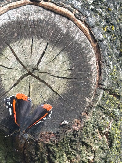 A close-up, eye-level shot captures a Red Admiral butterfly resting on the textured bark of a tree. The butterfly, with its distinctive black, orange, and white wing patterns, is the primary subject, positioned in the lower left quadrant of the frame. Its wings are slightly open, revealing the intricate details of its markings and its delicate antennae.

The backdrop is dominated by the rough, greyish-brown surface of the tree. A prominent circular cross-section of the tree trunk is visible, showcasing its growth rings and radial cracks. The bark is rough and uneven, with patches of moss and lichen adding touches of green and yellow, particularly on the right side of the image. The lighting suggests it is daytime, with shadows indicating a moderate light source.

There are no people or any identifiable landmarks of Turnhout, Belgium, visible in this image. The scene is a naturalistic portrayal of a butterfly on a tree, likely within a park, forest, or garden setting. The focus is on the texture and detail of the natural elements.
