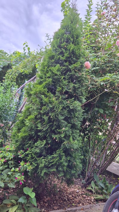 In Doirentsi, Bulgaria, a dense evergreen tree stands prominently in the foreground, its foliage a vibrant green. To its right, a rose bush with blooming pink flowers adds a splash of color. The ground beneath the trees is covered with fallen leaves and mulch. In the background, a metal fence can be seen, partially obscured by vegetation. The sky above is overcast, with clouds creating a diffused light. The overall scene depicts a garden or a backyard area.