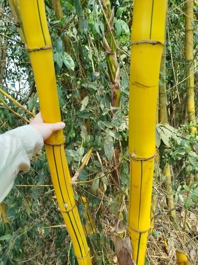 The image depicts a person's hand grasping a section of golden bamboo in a dense, subtropical environment. Two main stalks of the bamboo dominate the foreground, their bright yellow color contrasting with the surrounding green foliage. The stalks exhibit characteristic dark green vertical stripes and segmented nodes wrapped with a thin, fibrous material. The hand belongs to an individual wearing a light-colored sleeve. The background contains a mix of shrubs, trees, and other bamboo stalks, creating a cluttered, natural setting. The image was taken in Đà Giang, Vietnam.