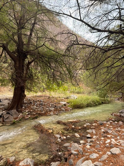 This image depicts a natural outdoor environment in San Miguel Atlapulco, Mexico. A shallow stream with greenish-yellow tinted water flows diagonally from the lower-left foreground towards the right midground, exhibiting minor surface ripples over a bed of light-colored stones. Both banks of the stream are covered with an accumulation of various-sized grey and white stones, mixed with reddish-brown detritus, consistent with fallen leaves or pine needles. On the left, a large tree with a thick, dark brown trunk stands firmly rooted, its extensive, partially leafed branches reaching across the upper portion of the frame. Denser green foliage and smaller shrubs line the stream on both sides. In the background, a steep, light brown mountain face is visible, partially obscured by the overhead tree canopy and a hazy, light sky. No individuals or man-made objects are present in the scene.