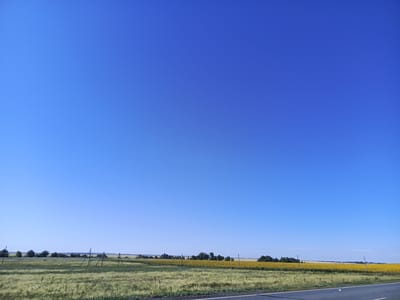 The image shows a wide-angle view of a rural landscape under a clear, bright blue sky. In the foreground, a paved road with a white line marking its edge runs horizontally across the bottom of the frame. Beyond the road, a field of tall, light-green grass stretches into the mid-ground. This field is sparsely dotted with what appear to be wooden poles or fence posts. Further in the distance, a large, vibrant field of sunflowers in full bloom creates a striking band of yellow across the horizon. Behind the sunflower field, a line of dark green trees forms a natural border, with a few scattered buildings or structures visible among them. The overall scene depicts a sunny day in a rural area, likely in the countryside surrounding the city of Studenets, Russia, given the presence of agricultural fields and a clear sky. There are no people or animals visible in the image.