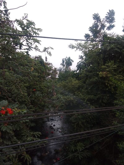 The image depicts a natural scene in Megamendung, Indonesia, featuring a small, dark-colored stream flowing through dense foliage. Several power lines are visible, running horizontally across the frame and partially obscuring the view of the stream and surrounding vegetation. The trees are lush and green, with some red flowers blooming in the foreground on the left side of the image. In the distance, a palm tree is visible, hinting at the tropical environment. The sky is overcast, suggesting a cloudy or perhaps rainy day. The stream bed appears rocky, with some debris and fallen red flowers visible in the water. The overall impression is one of a somewhat overgrown and naturalistic setting within or on the outskirts of a populated area, indicated by the presence of power lines. No people are present in the image.