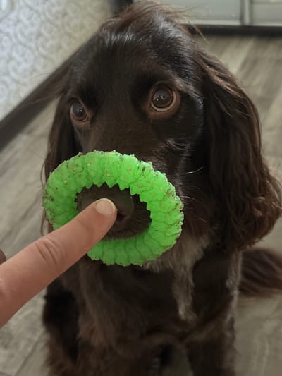 In Podilsk, Ukraine, a close-up, head-on shot captures a brown dog's face. The dog's dark brown eyes are wide and looking directly at the camera, with a green, textured ring toy held in front of its nose by a human finger. The toy is positioned directly over the dog's snout, obscuring part of its face. The background is softly blurred, suggesting an indoor setting. The lighting is natural, highlighting the textures of the dog's fur and the toy.