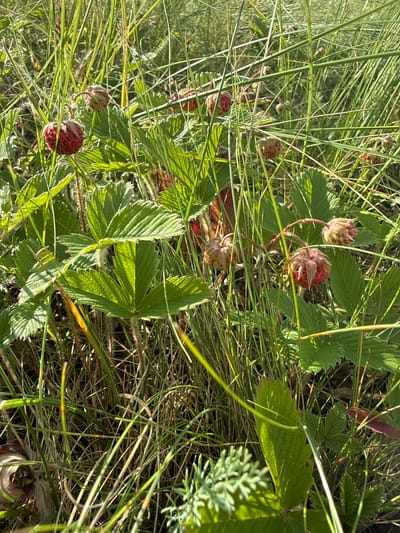 A close-up, eye-level shot captures a patch of wild strawberries growing amongst tall, green grass and slender stalks. Several ripe and unripe strawberries are visible, their red and green hues contrasting with the surrounding vegetation. The berries appear to be small and clustered, with some still attached to their stems and others detached. The grass is a dominant element, forming a dense backdrop and foreground, with some blades catching the sunlight and appearing almost translucent. The overall impression is one of a natural, uncultivated setting, possibly a meadow or roadside in the village of Zhaŋaawyl, Kazakhstan.
