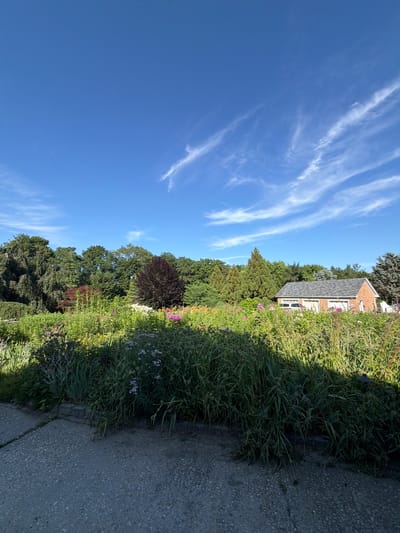 The image depicts a lush garden with a variety of flowers and greenery, bathed in natural sunlight under a bright blue sky with wispy white clouds. In the background, a brick building with a grey roof and two garage doors is visible, partially obscured by trees. The building appears to be a residential or utility structure, possibly a garage or a small house. There are also several vehicles parked in front of the building, including what appears to be a white van or SUV. The garden itself is vibrant with various flowering plants and dense vegetation, suggesting a well-maintained outdoor space. The foreground shows a paved pathway, possibly a sidewalk or driveway, made of concrete with a textured surface. The overall scene conveys a sense of tranquility and natural beauty, typical of a suburban or rural setting. The location is specified as Town of Southold, United States of America.