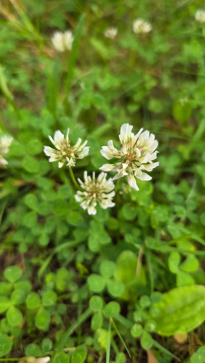 This image depicts a close-up view of white clover flowers, also known as Trifolium repens, growing in lush green grass. The flowers are small and clustered, with delicate white petals and hints of pink and green at their centers. One of the flowers, in the lower left portion of the frame, has a small black insect perched on it. The clover leaves are visible throughout the frame, their characteristic three-lobed shape creating a dense carpet of green. The background consists of more grass and foliage, out of focus, suggesting a natural outdoor setting. The lighting appears to be natural daylight, with soft shadows, indicating it could be morning or late afternoon. There is no text visible in the image. The overall impression is one of natural beauty and the simplicity of a meadow in Cekule, Latvia.